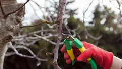 Waarom je sommige planten écht niet in de winter mag snoeien: expert onthult de grootste fouten