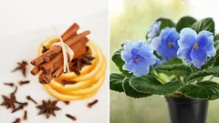 Je planten gaan weer uitbundig bloeien: zelfgemaakt plantenvoedsel met slechts drie ingrediënten