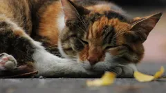 Hoe de eerste huiskatten in China verschenen: van wilde jagers tot zijderoute-reizigers