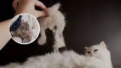 Wat kun je doen zodat je kat minder verhaart? Tips van fokkers die écht werken