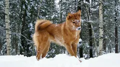 5 zeldzame hondenrassen die je nooit in het park ziet – meer dan alleen mooi